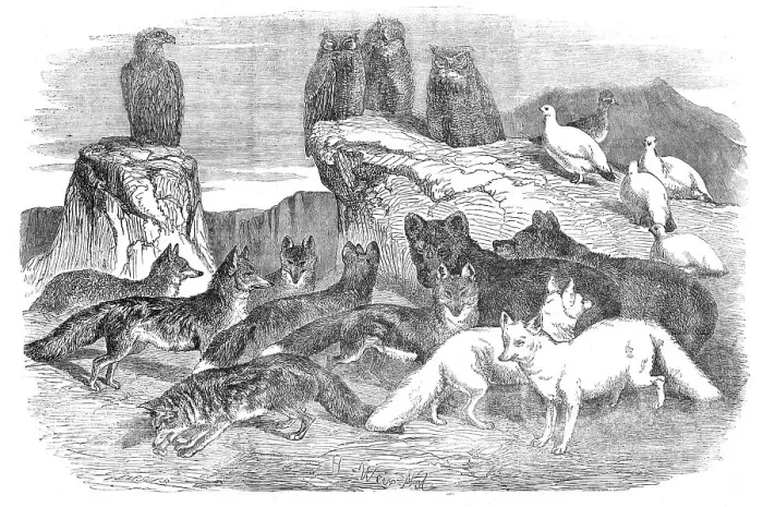Framed Print : Arctic Foxes and Birds, just received by the Zoological Society, 1854. Creator: Unknown Framed Print : Arctic Foxes and Birds, just received by the Zoological Society, 1854. Creator: Unknown
