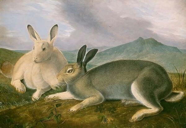 Arctic Hare, c. 1841. Creator: John James Audubon