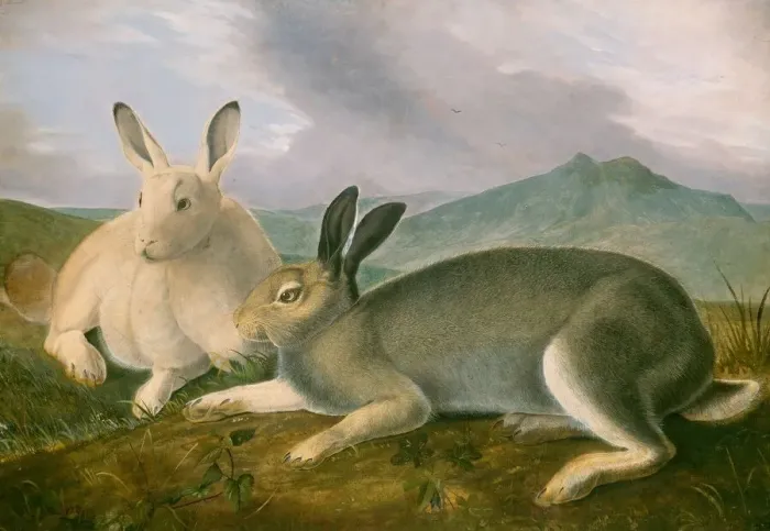 Framed Print : Arctic Hare, c. 1841. Creator: John James Audubon Framed Print : Arctic Hare, c. 1841. Creator: John James Audubon