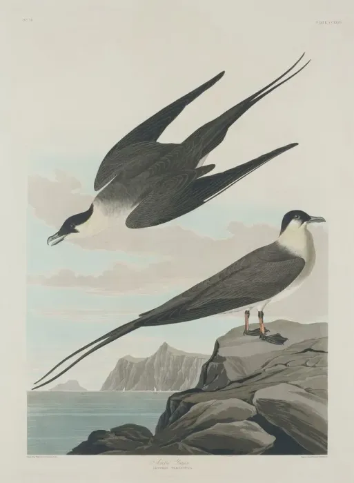 Framed Print : Arctic Jager, 1835. Creator: Robert Havell Framed Print : Arctic Jager, 1835. Creator: Robert Havell