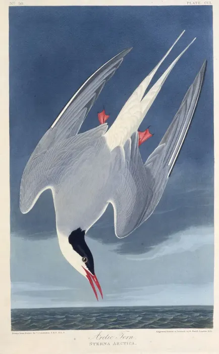 Framed Print : The Arctic tern. From The Birds of America, 1827-1838. Creator: Audubon Framed Print : The Arctic tern. From The Birds of America, 1827-1838. Creator: Audubon