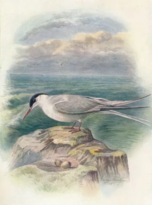 Framed Print : Arctic Tern - Stern a macru ra, c1910, (1910). Artist: George James Rankin Framed Print : Arctic Tern - Stern a macru ra, c1910, (1910). Artist: George James Rankin
