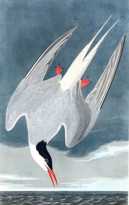 Framed Print : Arctic Tern, Sterna Paradisaea, 1845 Framed Print : Arctic Tern, Sterna Paradisaea, 1845