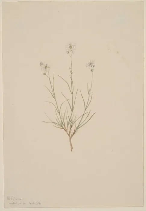 Framed Print : Arenaria formosa, 1904. Creator: Mary Vaux Walcott Framed Print : Arenaria formosa, 1904. Creator: Mary Vaux Walcott
