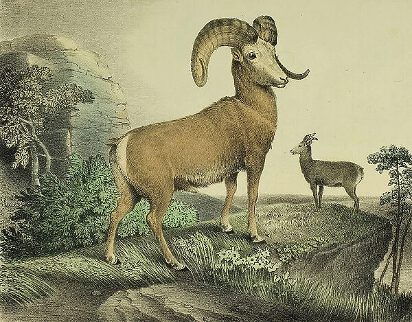 Argali, c.1830. Creator: Thomas Doughty
