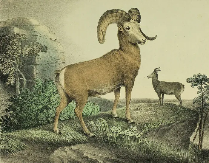 Framed Print : Argali, c.1830. Creator: Thomas Doughty Framed Print : Argali, c.1830. Creator: Thomas Doughty