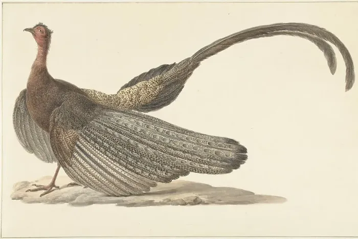 Framed Print : Argus Pheasant, c.1780-c.1842. Creator: Pieter Bartholomeusz. Barbiers Framed Print : Argus Pheasant, c.1780-c.1842. Creator: Pieter Bartholomeusz. Barbiers