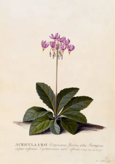 Framed Print : Aricula Ursi (Shooting Star), c. 1744 (hand coloured engraving) Framed Print : Aricula Ursi (Shooting Star), c. 1744 (hand coloured engraving)