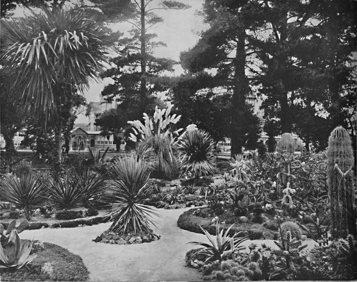 Framed Print : Arizona Garden. Monterey, Cal. c1897. Creator: Unknown Framed Print : Arizona Garden. Monterey, Cal. c1897. Creator: Unknown