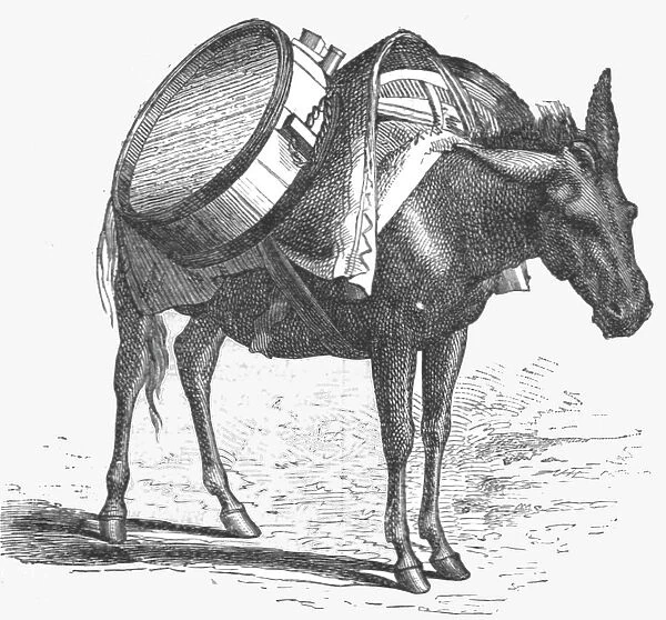 'Armenian baggage animal; The Caucasus, 1875. Creator: Unknown
