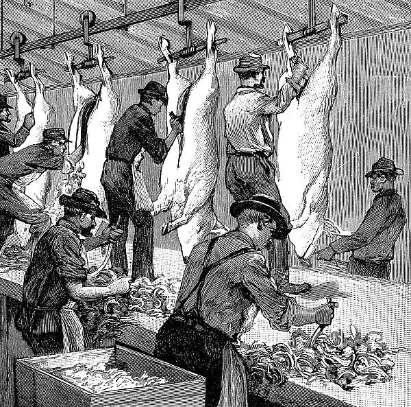 Armour Companys pig slaughterhouse, Chicago, Illinois, USA, 1892