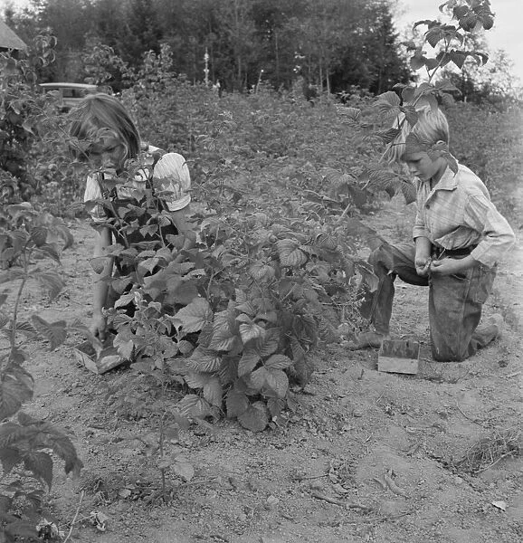 Arnold children picking raspberries in the new berry patch, Michigan Hill, Western Washington, 1939. Creator: Dorothea Lange