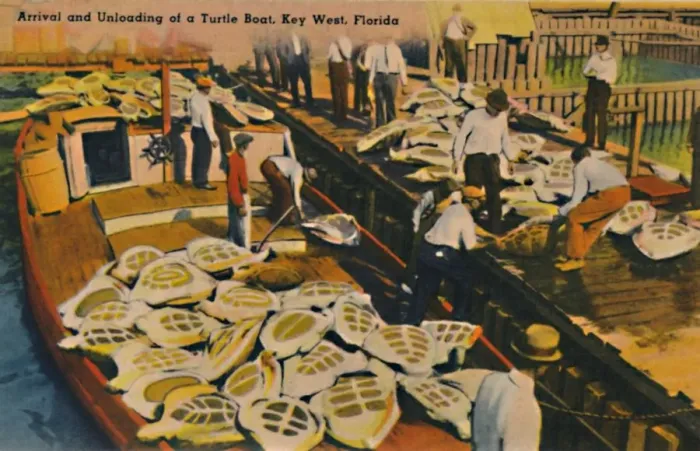 Framed Print : Arrival and Unloading of a Turtle Boat, Key West, Florida, c1940s Framed Print : Arrival and Unloading of a Turtle Boat, Key West, Florida, c1940s