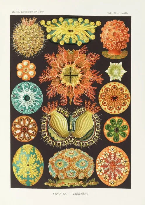 Framed Print : Art forms of nature, 1899-1903. Creator: Haeckel, Ernst (1834-1919) Framed Print : Art forms of nature, 1899-1903. Creator: Haeckel, Ernst (1834-1919)