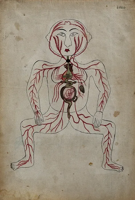 Framed Print : The arteries of the human body with a foetus in the womb, (between 1800 and 1899?). Creator: Unknown Framed Print : The arteries of the human body with a foetus in the womb, (between 1800 and 1899?). Creator: Unknown