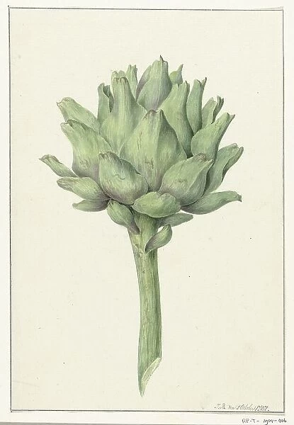 Artichoke, 1797. Creator: Jean Bernard