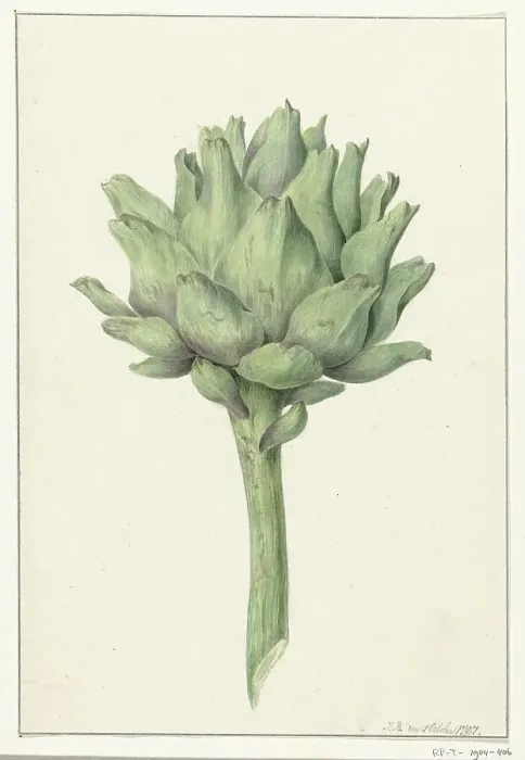 Framed Print : Artichoke, 1797. Creator: Jean Bernard Framed Print : Artichoke, 1797. Creator: Jean Bernard
