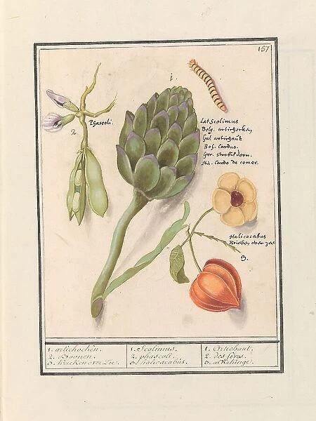 Artichoke (Cynara scolymus), broad beans (Vicia faba) and lantern plant (Physalis), 1596-1610. Creators: Anselmus de Boodt, Elias Verhulst