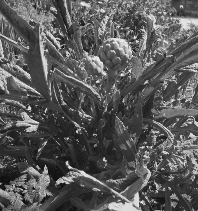 Framed Print : Artichoke, Monterey County, California, 1939. Creator: Dorothea Lange Framed Print : Artichoke, Monterey County, California, 1939. Creator: Dorothea Lange