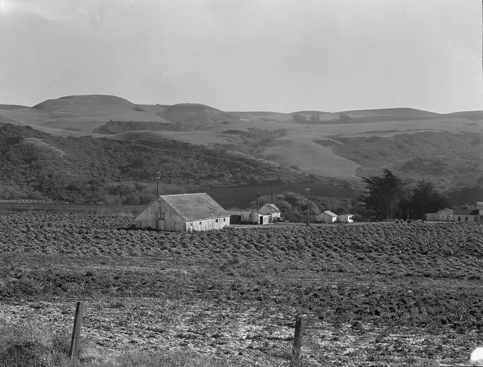 Framed Print : Artichoke ranch, near Half Moon Bay, California, November 14, 1938. Creator: Dorothea Lange Framed Print : Artichoke ranch, near Half Moon Bay, California, November 14, 1938. Creator: Dorothea Lange