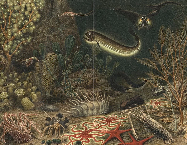 Artists impression of deep sea scene with luminous fishes, 1903
