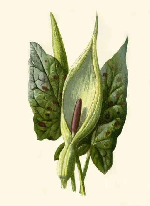 Framed Print : Arum or Cuckoo Pint, 1877. Creator: Frederick Edward Hulme