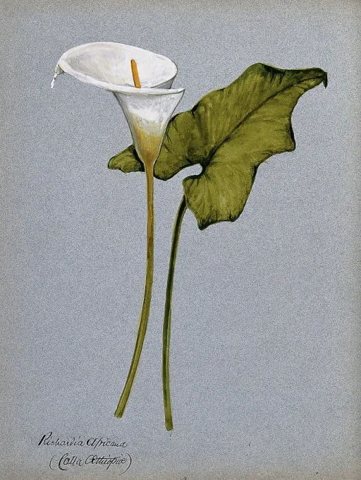 Framed Print : Arum lily (Zantedeschia aethiopica): inflorescence and leaf. Creator: Unknown Framed Print : Arum lily (Zantedeschia aethiopica): inflorescence and leaf. Creator: Unknown