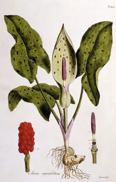 Framed Print : Arum Maculatum, 1775 Framed Print : Arum Maculatum, 1775