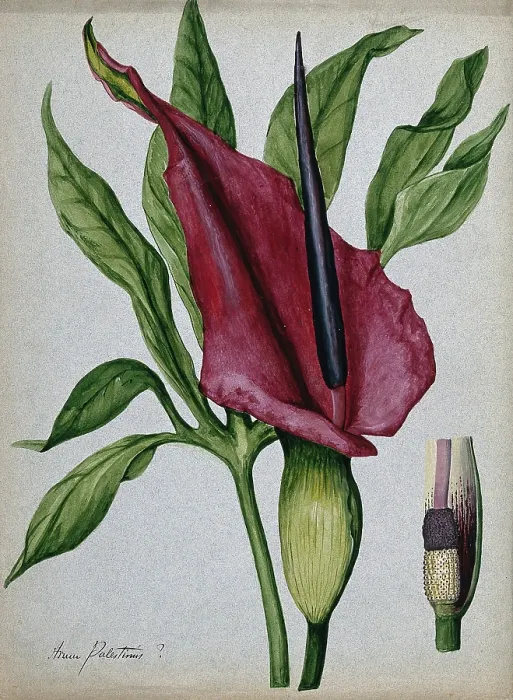 Framed Print : Arum plant (Arum palestinus?): inflorescence, spadix and leaf. Creator: Unknown Framed Print : Arum plant (Arum palestinus?): inflorescence, spadix and leaf. Creator: Unknown