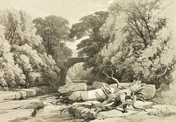 Ash and Alder on the Greta, from The Park and the Forest, 1841