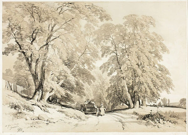 Ash, from The Park and the Forest, 1841. Creator: James Duffield Harding