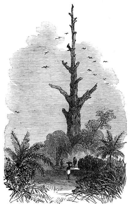 Framed Print : The Ashantee War: tree on the road to Inquabim - from a sketch by our special artist, 1874. Creator: Unknown Framed Print : The Ashantee War: tree on the road to Inquabim - from a sketch by our special artist, 1874. Creator: Unknown