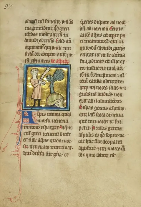 Framed Print : An Asp; De Natura Avium; De Pastoribus et Ovibus, 1277 or after. Creator: Unknown