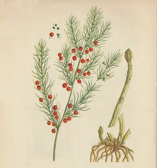 Framed Print : Asparagus, 1947. Artist: Elizabeth Blackwell Framed Print : Asparagus, 1947. Artist: Elizabeth Blackwell