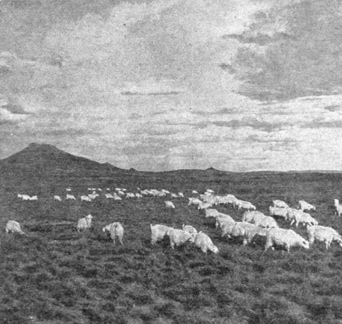 Framed Print : Un aspect du Haut Veld; Afrique Australe, 1914. Creator: Unknown Framed Print : Un aspect du Haut Veld; Afrique Australe, 1914. Creator: Unknown