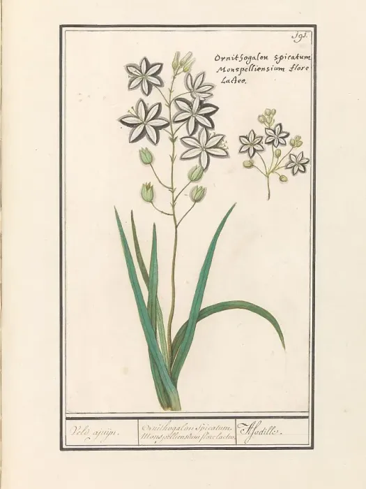 Framed Print : Asphodel (Asphodelus), 1596-1610. Creators: Anselmus de Boodt, Elias Verhulst Framed Print : Asphodel (Asphodelus), 1596-1610. Creators: Anselmus de Boodt, Elias Verhulst