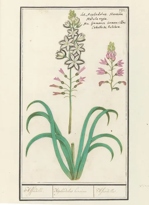 Framed Print : Asphodel (Asphodelus), 1596-1610. Creators: Anselmus de Boodt, Elias Verhulst Framed Print : Asphodel (Asphodelus), 1596-1610. Creators: Anselmus de Boodt, Elias Verhulst
