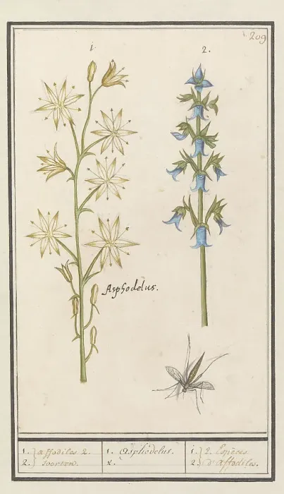 Framed Print : Asphodel (Asphodelus) and Rough bellflower (Campanula trachelium), 1596-1610. Creators: Anselmus de Boodt, Elias Verhulst Framed Print : Asphodel (Asphodelus) and Rough bellflower (Campanula trachelium), 1596-1610. Creators: Anselmus de Boodt, Elias Verhulst