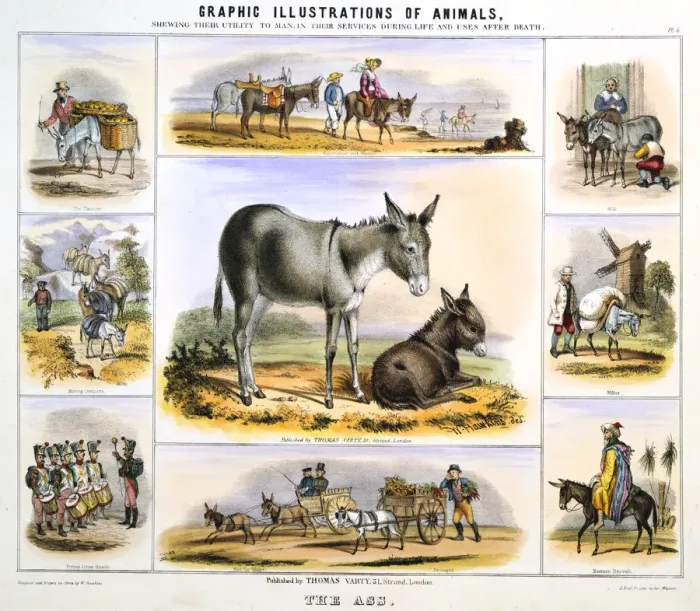 Framed Print : The Ass, c1850. Artist: Benjamin Waterhouse Hawkins Framed Print : The Ass, c1850. Artist: Benjamin Waterhouse Hawkins