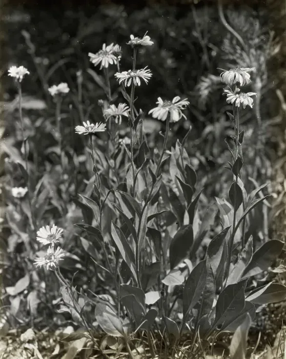 Framed Print : Aster (aster), between 1915 and 1935. Creator: Frances Benjamin Johnston Framed Print : Aster (aster), between 1915 and 1935. Creator: Frances Benjamin Johnston