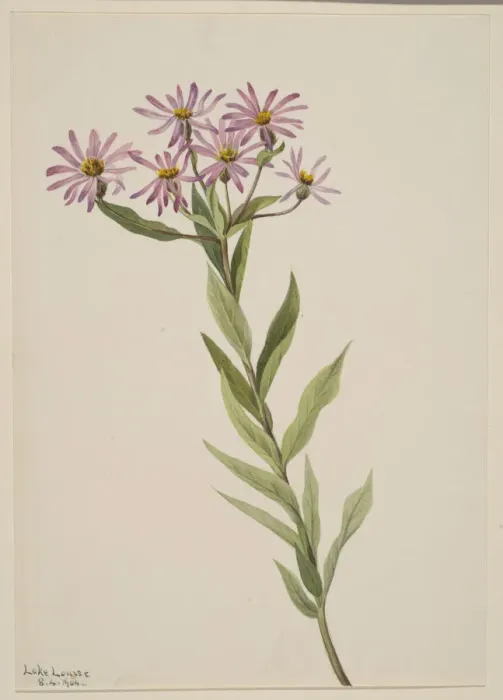 Framed Print : Aster Engelmann, 1904. Creator: Mary Vaux Walcott Framed Print : Aster Engelmann, 1904. Creator: Mary Vaux Walcott