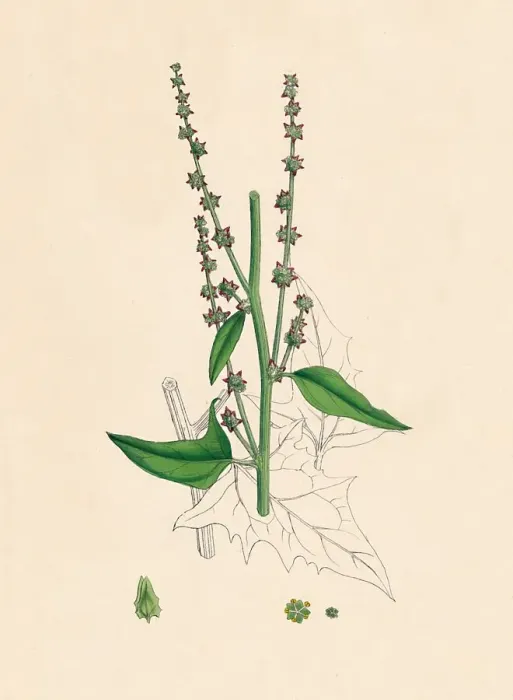 Framed Print : Atriplex Smithii. Smiths Orache, 19th Century Framed Print : Atriplex Smithii. Smiths Orache, 19th Century