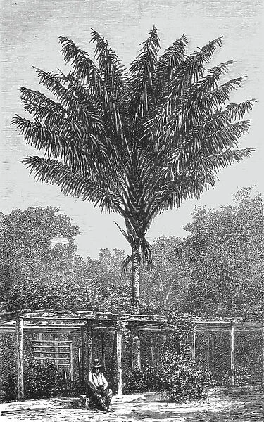 'Attalea Palm-tree on the Madeira; Indian-Rubber Groves of the Amazons, 1875. Creator: Unknown