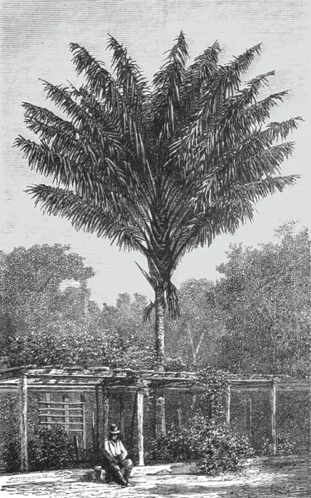 Framed Print : Attalea Palm-tree on the Madeira; Indian-Rubber Groves of the Amazons, 1875. Creator: Unknown Framed Print : Attalea Palm-tree on the Madeira; Indian-Rubber Groves of the Amazons, 1875. Creator: Unknown