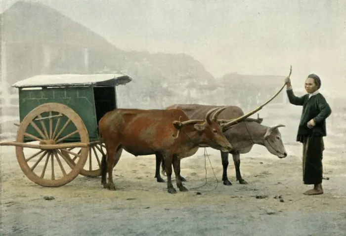 Framed Print : Attelage Annamite, (Annamite Yoke), 1900. Creator: Unknown Framed Print : Attelage Annamite, (Annamite Yoke), 1900. Creator: Unknown