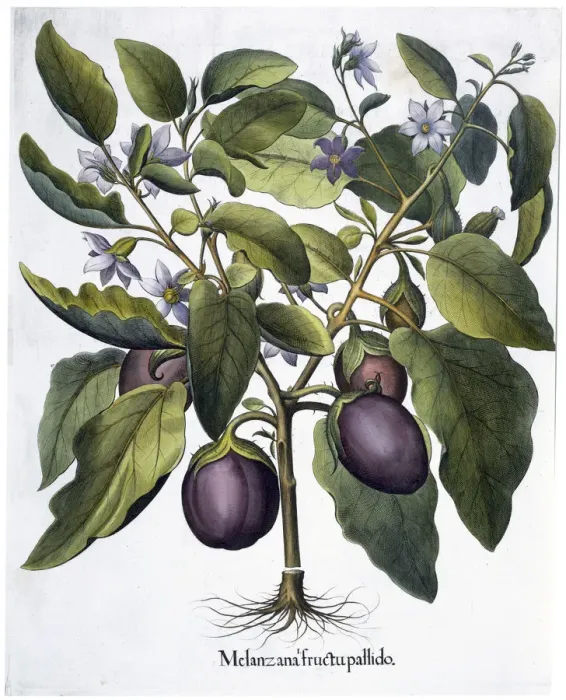 Framed Print : Aubergine, 1613 Framed Print : Aubergine, 1613