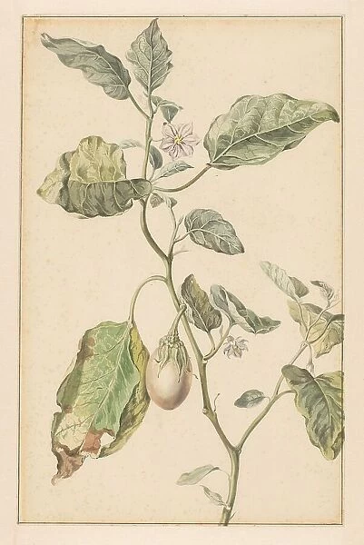 Aubergine plant, 1744-1805. Creator: Jan Jansz. van der Vinne