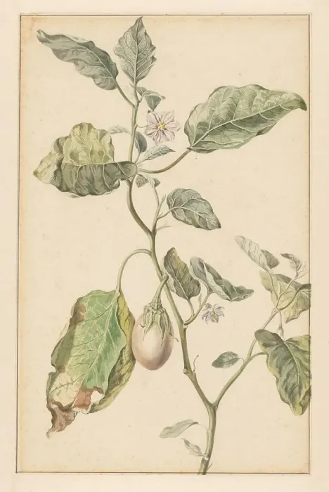 Framed Print : Aubergine plant, 1744-1805. Creator: Jan Jansz. van der Vinne Framed Print : Aubergine plant, 1744-1805. Creator: Jan Jansz. van der Vinne