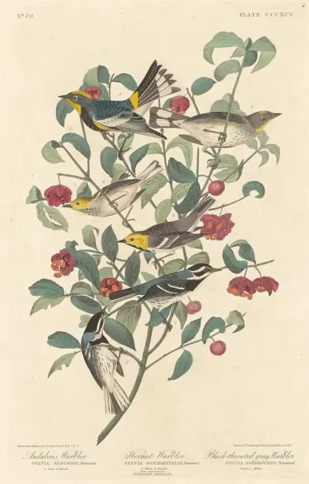 Framed Print : Audubons Warbler, Hermit Warbler and Black-throated Gray Warbler, 1837 Framed Print : Audubons Warbler, Hermit Warbler and Black-throated Gray Warbler, 1837