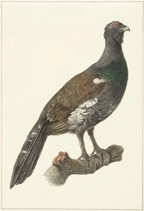 Framed Print : Auerhaan, 1759-1842. Creator: Pieter Bartholomeusz. Barbiers Framed Print : Auerhaan, 1759-1842. Creator: Pieter Bartholomeusz. Barbiers